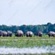 A Line of Buffalo Through the Wetlands A Line of Buffalo Through the Wetlands - Fine Art Photography Prints, Limited Edition Photography, Giclée Prints, Wildlife Photography, Art Photography for Sale