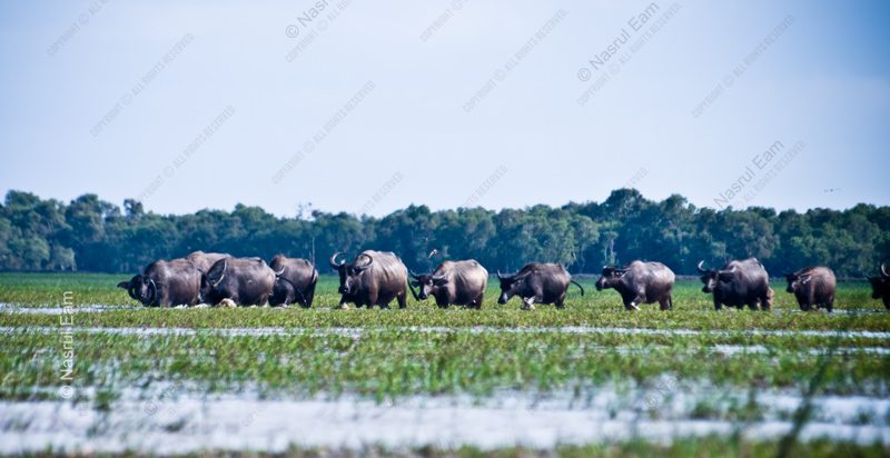 A Line of Buffalo Through the Wetlands - Fine Art Photography Prints, Limited Edition Photography, Giclée Prints, Wildlife Photography,  Art Photography for Sale