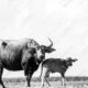Water Buffalo and Calf on the Ridge Water Buffalo and Calf on the Ridge - Fine Art Photography Print, Limited Edition Photography, Giclée Print, Black and White Photography, Wildlife Photography