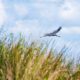 Heron in Flight Over Golden Reeds Heron in Flight Over Golden Reeds - Fine Art Photography Prints, Limited Edition Photography, Giclée Print, Heron Photography, Luxury Photography Art