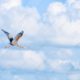 Purple Heron in Open Sky - Fine Art Photography Print, Limited Edition Print, Giclée Print, Purple Heron Photography, Art Photography Investment