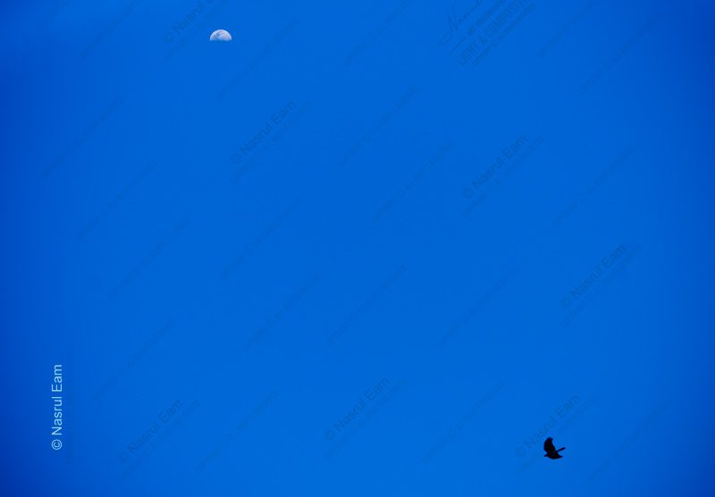 A Bird's Passage Under the Daytime Moon - Fine Art Photography Prints, Limited Edition Prints,  Museum-Quality Photography,  Luxury Photography Art,  Art Photography Investment