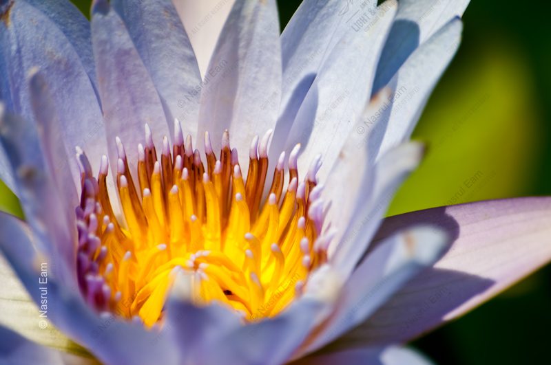 The Illuminated Heart of the Water Lily - Fine Art Photography Prints, Limited Edition Giclée, Museum-Quality Artwork, Photography for Collectors, Luxury Photography Art