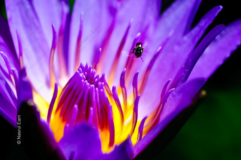 The Violet Bloom - Fine Art Photography Print, Limited Edition Photography, Luxury Photography Art, Museum-Quality Photography, Giclée Print
