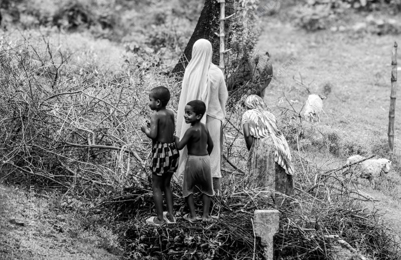 A Family Amidst the Thornwood A Family Amidst the Thornwood