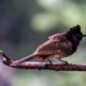 Red-Vented Bulbul on a Weathered Branch - Fine Art Photography Print, Limited Edition Photography, Giclée Print, Wildlife Photography, Art Photography for Sale