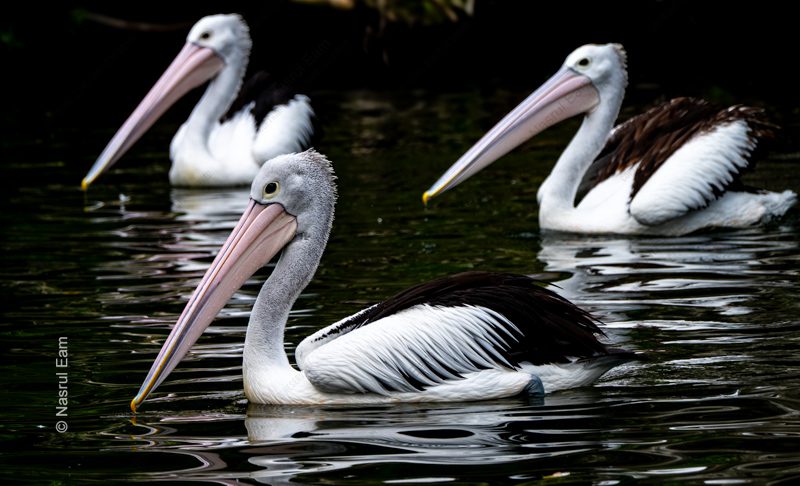 Three Pelicans on Dark Water Three Pelicans on Dark Water - Fine Art Photography Print, Limited Edition Photography, Museum-Quality Photography, Art Photography Print, Luxury Photography Art