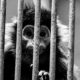 Langur Behind Iron Bars Langur Behind Iron Bars - Fine Art Photography Print, Limited Edition Photography, Black and White Photography, Museum-Quality Print, Contemporary Art Photography