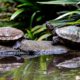 Two Turtles at Rest on a Log - Fine Art Photography Print, Limited Edition Print, Nature Photography, Wildlife Photography, Giclée Print
