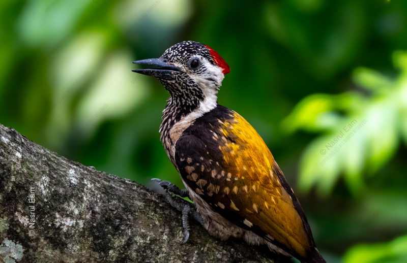 The Golden Woodpecker on a Forest Bough The Golden Woodpecker on a Forest Bough