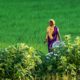 Woman with a Silver Bowl in the Green Field
