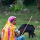Woman with a Black Goat in a Field - Photography composition, visual storytelling photography, documentary portraiture techniques, fine art photography guide, rural life photography