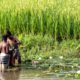 Two Boys Wading by the Rice Field