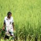 A Farmer with a Sickle in the Rice Field