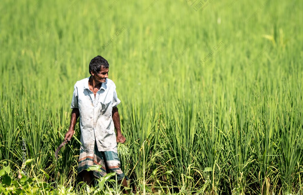 A Farmer with a Sickle in the Rice Field nasrul eam 20251014 Dhaka Rajshahi Tour 12 14 EN1 2944