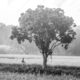 A Farmer Beside the Solitary Tree