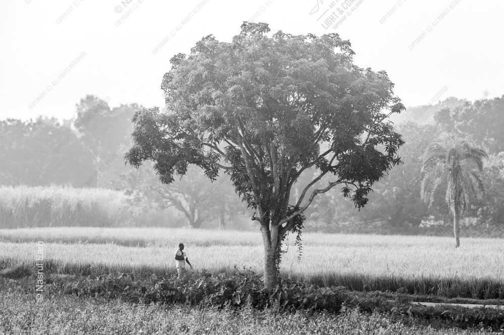 A Farmer Beside the Solitary Tree nasrul eam 20251020 Dhaka Rajshahi Tour 20 21 EN1 3475