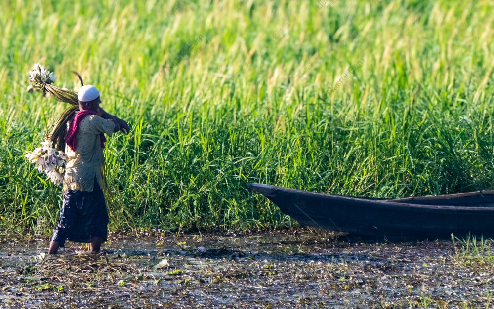 The Water Lily Harvester