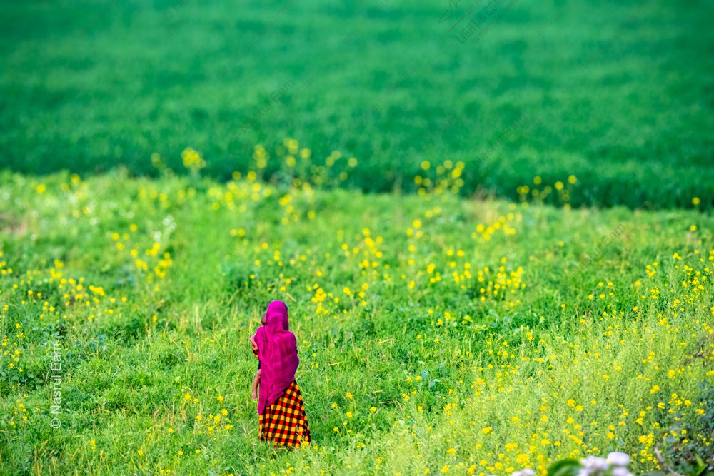 Emerald Fields and Crimson Dreams