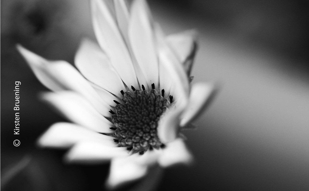 In the End by Kirsten Bruening In the End by Kirsten Bruening - Photo of the Day, Art Photography, Close-Up Photography, Photography Awards, Online Photography Courses