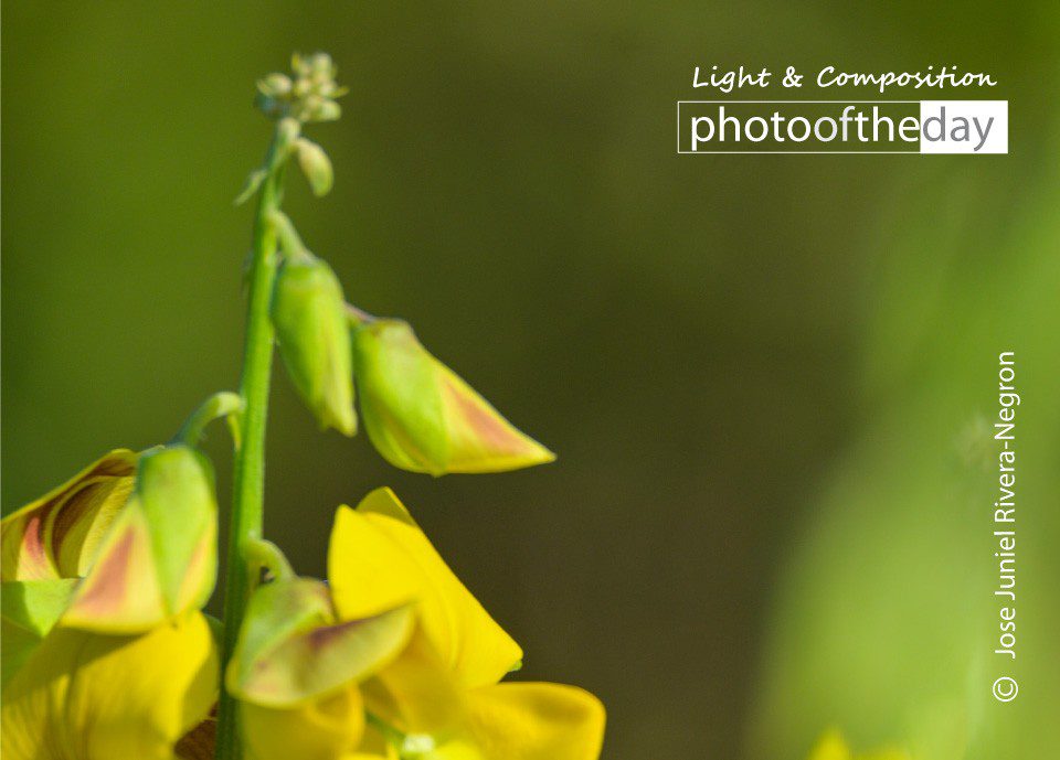 A Flower in Arecibo’s Spring by Jose Juniel Rivera-Negron Walking on the Bridge by Jose Juniel Rivera-Negron - Street Photography, Photo of the Day, Photography Awards, Art Photography, Photojournalism