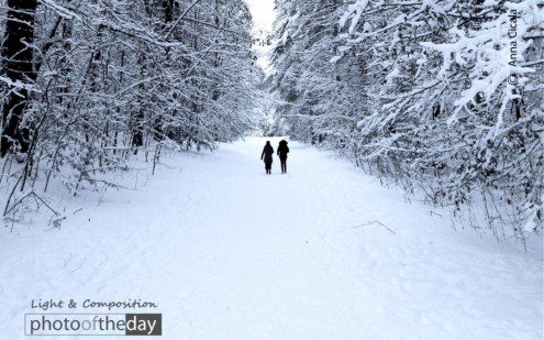 Winter Wonderland by Anna Cicala - Nature Photography, Winter Photography, Photo of the Day, Award Winning Photography, Photography Education