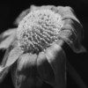 Experimenting Low Key by Kirsten Bruening - Low Key Photography, Black and White Photography, Photography Awards, Light and Shadow, Art Photography