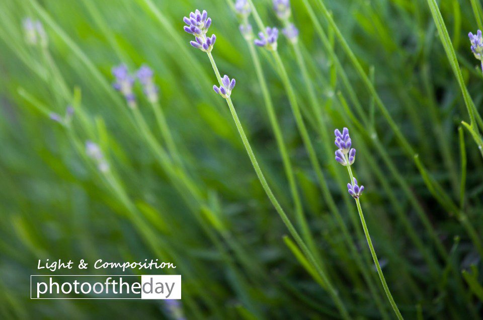 Lavender by Silvia Bukovac Gasevic - Nature Photography, Photo of the Day, Art Photography, Photography Awards, Light & Composition University