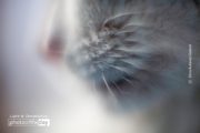 Whiskers by Silvia Bukovac Gasevic - Close-up Photography, Animal Photography, Photo of the Day, Photography Awards, Light & Composition University