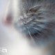 Whiskers by Silvia Bukovac Gasevic - Close-up Photography, Animal Photography, Photo of the Day, Photography Awards, Light & Composition University