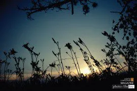 Dusk and Daylilies by James Brown - Sunset Photography, Nature Photography, Photo of the Day, Photography Awards, Online Photography Courses