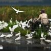 Preparing the Rice Paddy, by Jim Perceval - Photojournalism, Photography Award, Motion Photography, Rice Paddy, Nature Photography