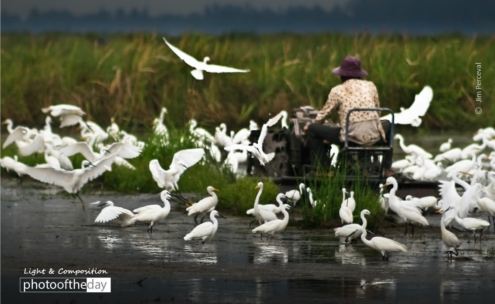 Preparing the Rice Paddy, by Jim Perceval - Photojournalism, Photography Award, Motion Photography, Rice Paddy, Nature Photography
