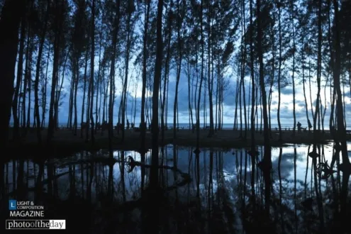 Silent Trees in a Watery Unset by Mostafa Monwar