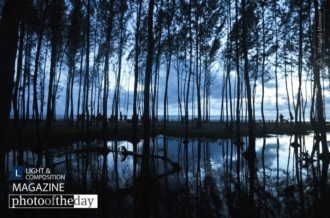 Silent Trees in a Watery Unset by Mostafa Monwar - Nature Photography, Photo of the Day, Photography Awards, Art Photography, Online Photography Courses