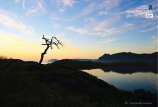 The Lone Tree by Siw Camilla Johnsen