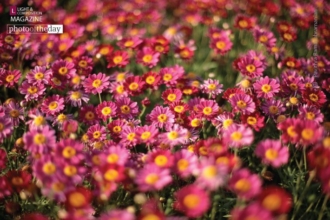 Pink Blur by Pavithra Ramasubramanian