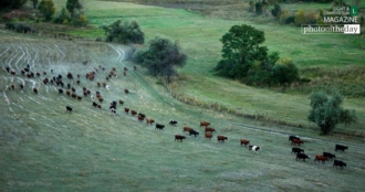 Cows Area by Sergey Tomas