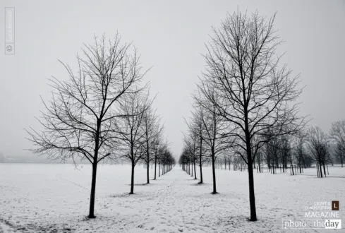 Rows by Luca Renoldi