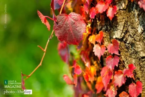 Fall Texture, by Anthony Dell'Ario - Close-up Photography, Award Winning Photography, Nature Photography, Fall Photography, Photography Awards