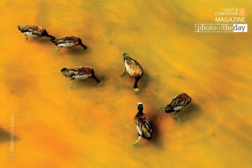 The Struthious Syndrome by Siddhant Chauhan - Photojournalism, Color Photography, Photo of the Day, Photography Awards, Wildlife Photography