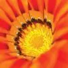 Core by Joaquín Alonso Arellano Ramírez - Macro Photography, Close-Up Photography, Photo of the Day, Photography Awards, Photography Education