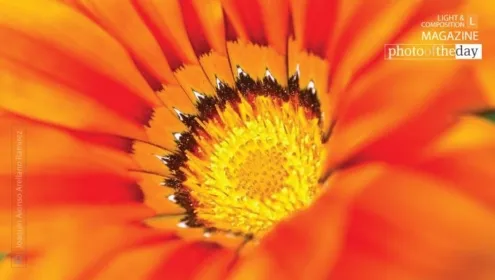 Core by Joaquín Alonso Arellano Ramírez - Macro Photography, Close-Up Photography, Photo of the Day, Photography Awards, Photography Education