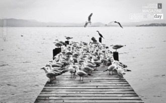 The Birds by Adam Foster