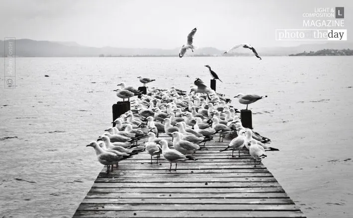 The Birds by Adam Foster