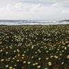 Ice Plants on the California Coast by Elizabeth Brown - Nature Photography, Photography Awards, Photo of the Day, Fine Art Photography, Landscape Photography