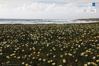 Ice Plants on the California Coast by Elizabeth Brown