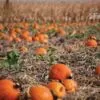 Pumpkin Patch by Kari Cvar