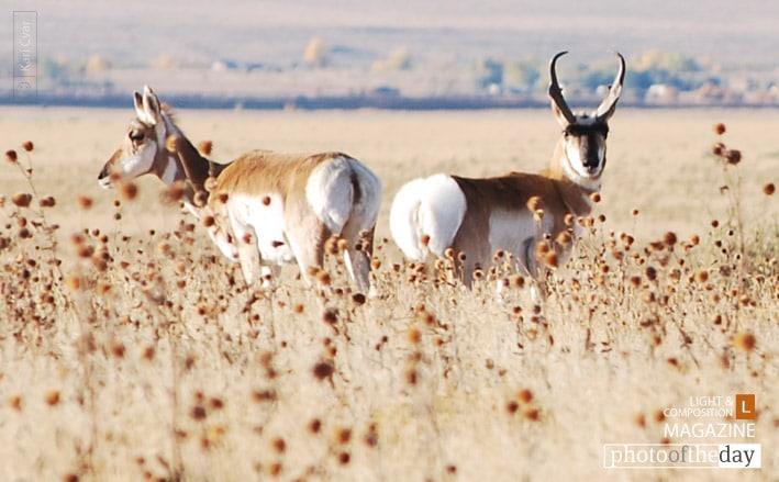 Colorado Antelope, by Kari Cvar