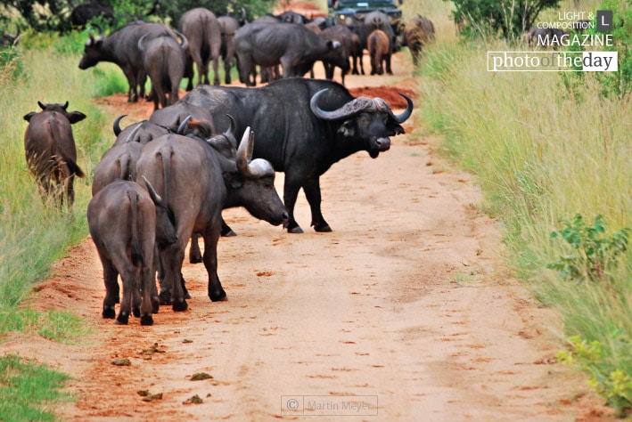 A Defensive Stare and Stand-off, by Martin Meyer A Defensive Stare and Stand-off, by Martin Meyer